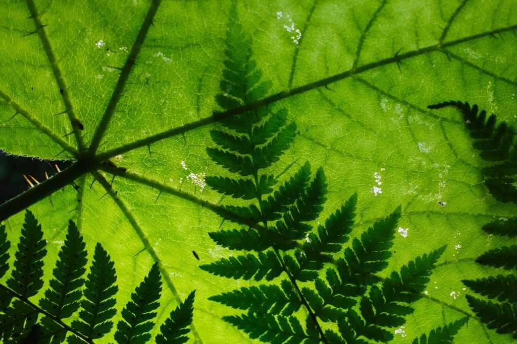 a fern and a devil's club leaf in the Frisby Valley in B.C.'s inland temperate rainforest