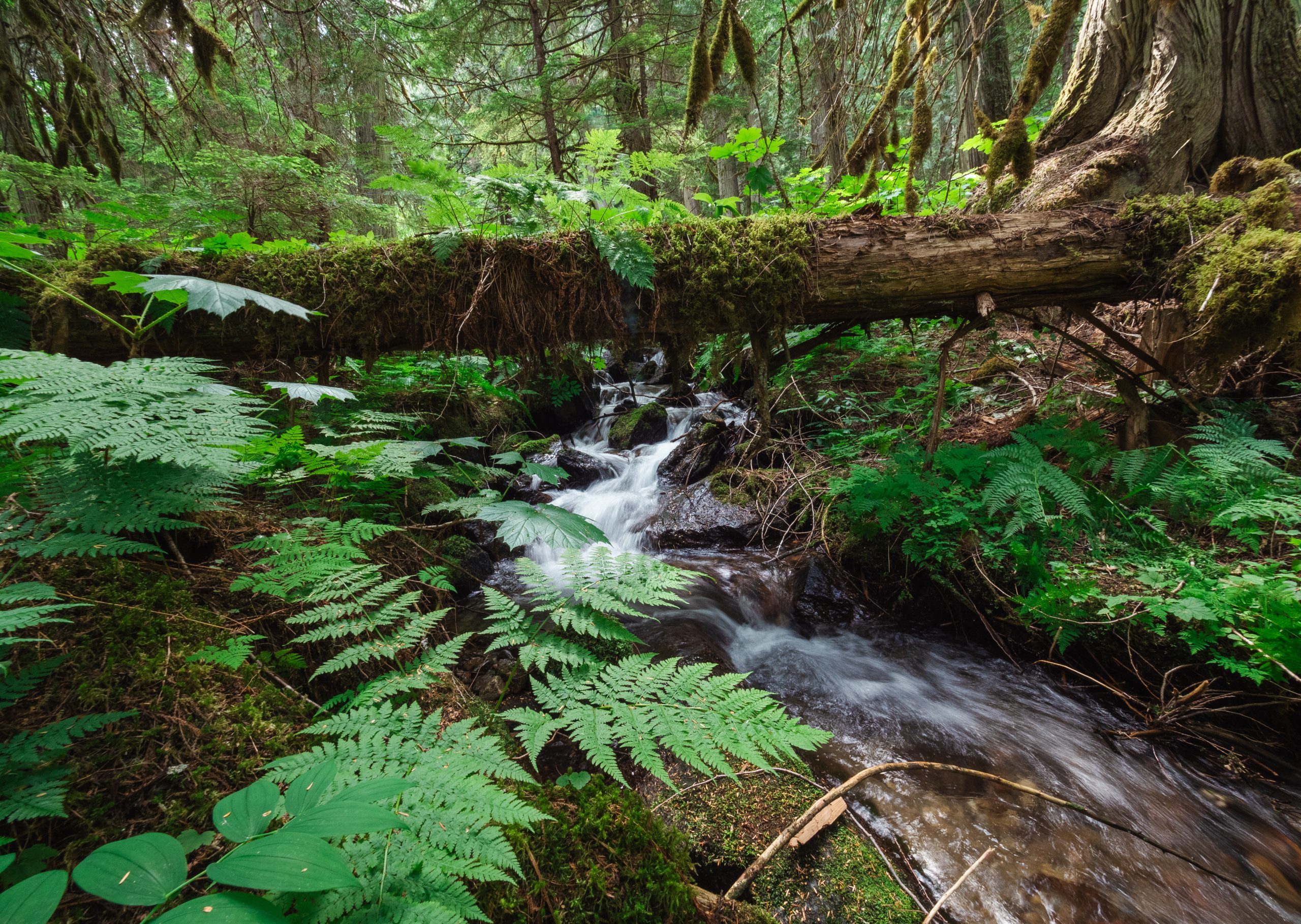 A Frisby Creek tributary in the old-growth inland temperate rainforest