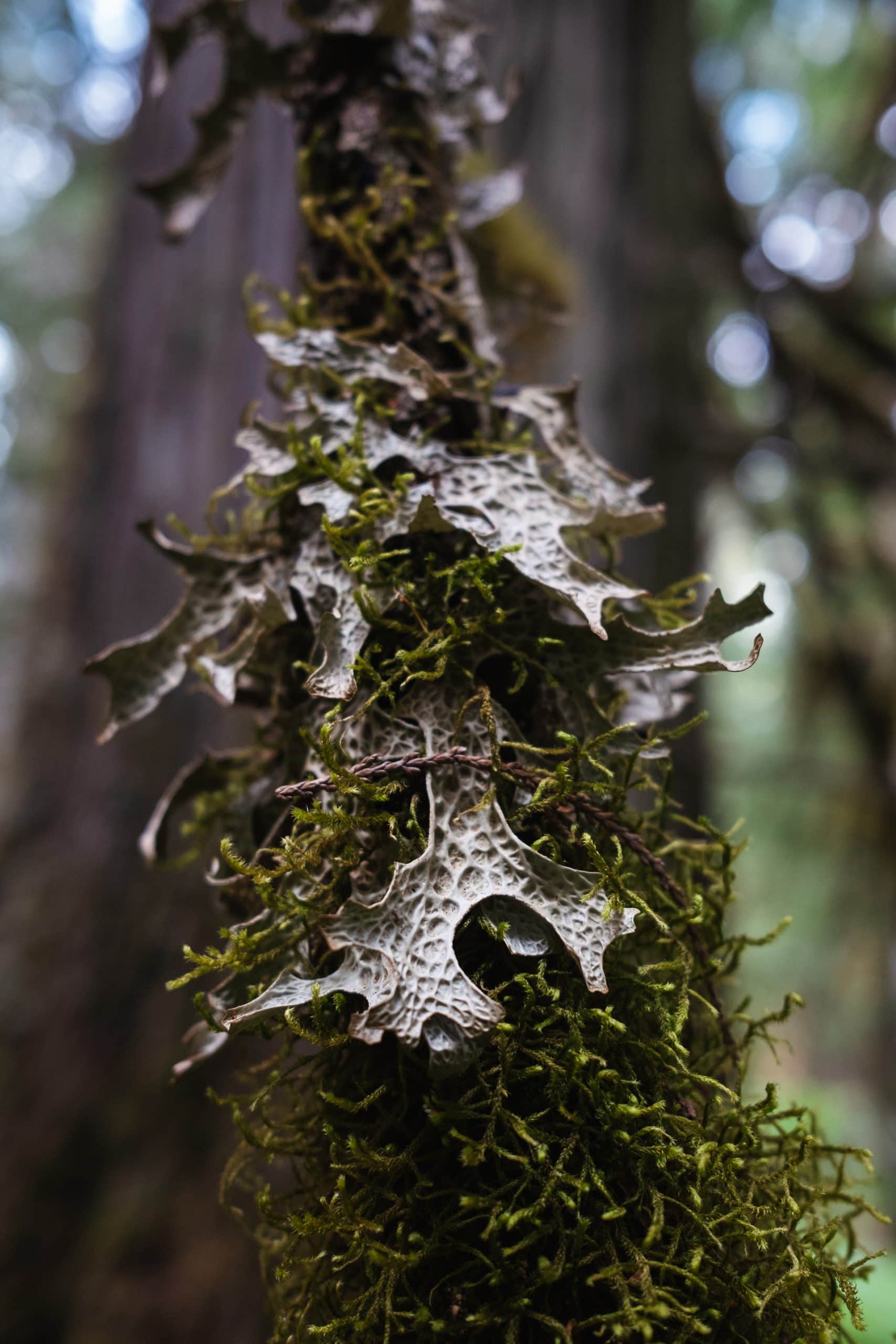 a lung lichen moss on the dead branch of a cedar tree in the Frisby Valley in B.C.