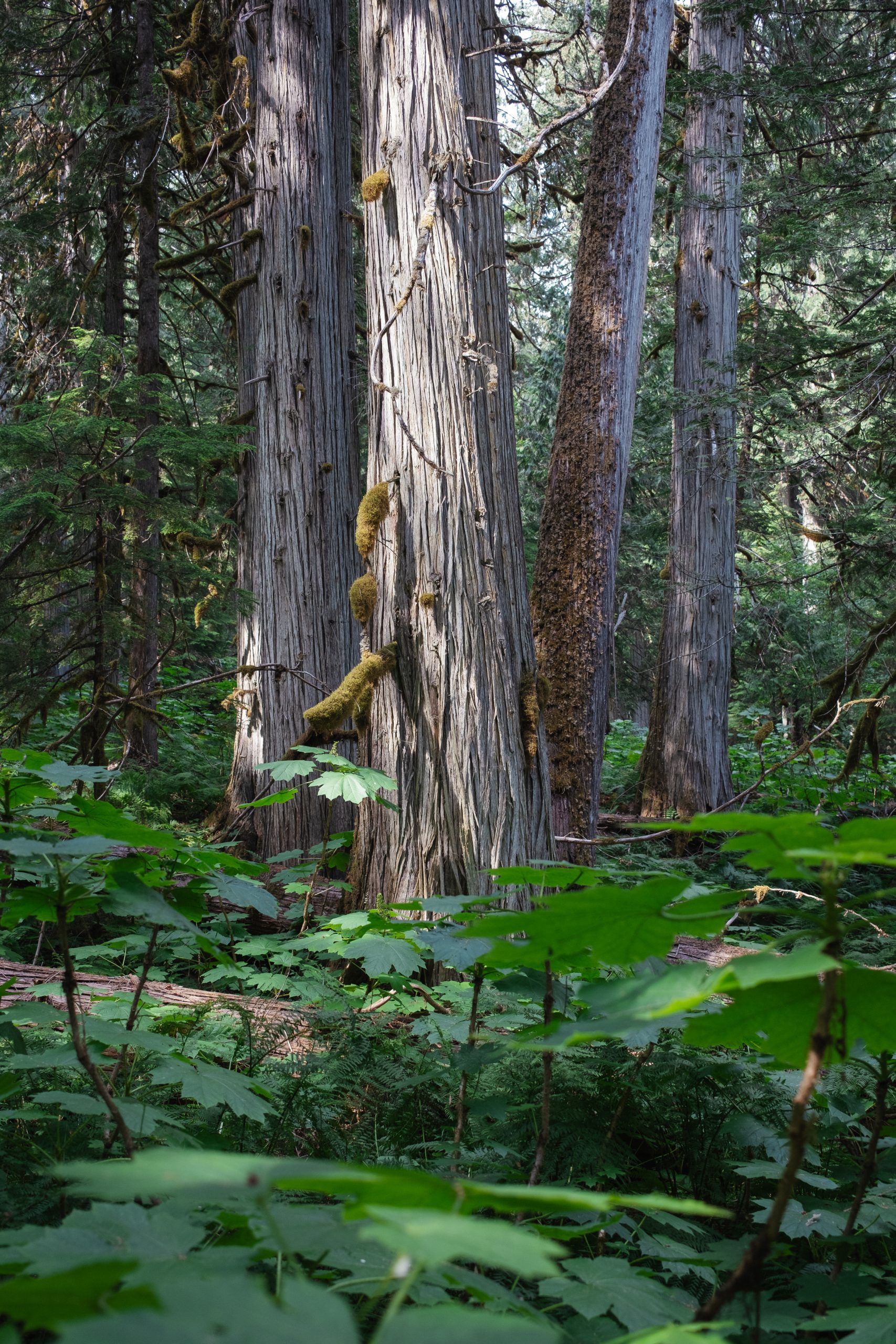 a stand of old-growth cedar trees in the Frisby Valley in the inland temperate rainforest