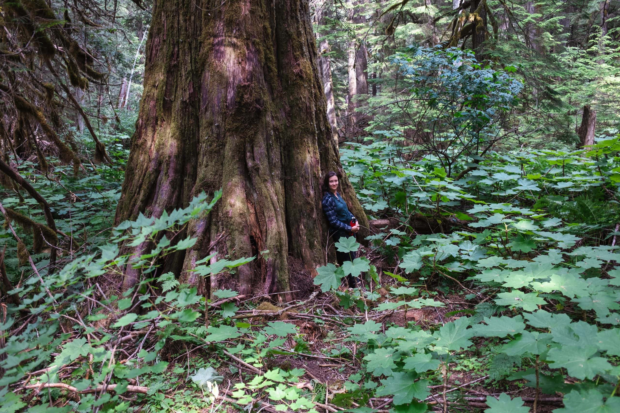 Biologist Amber Peters leans against and old-growth cedar tree in Frisby Valley