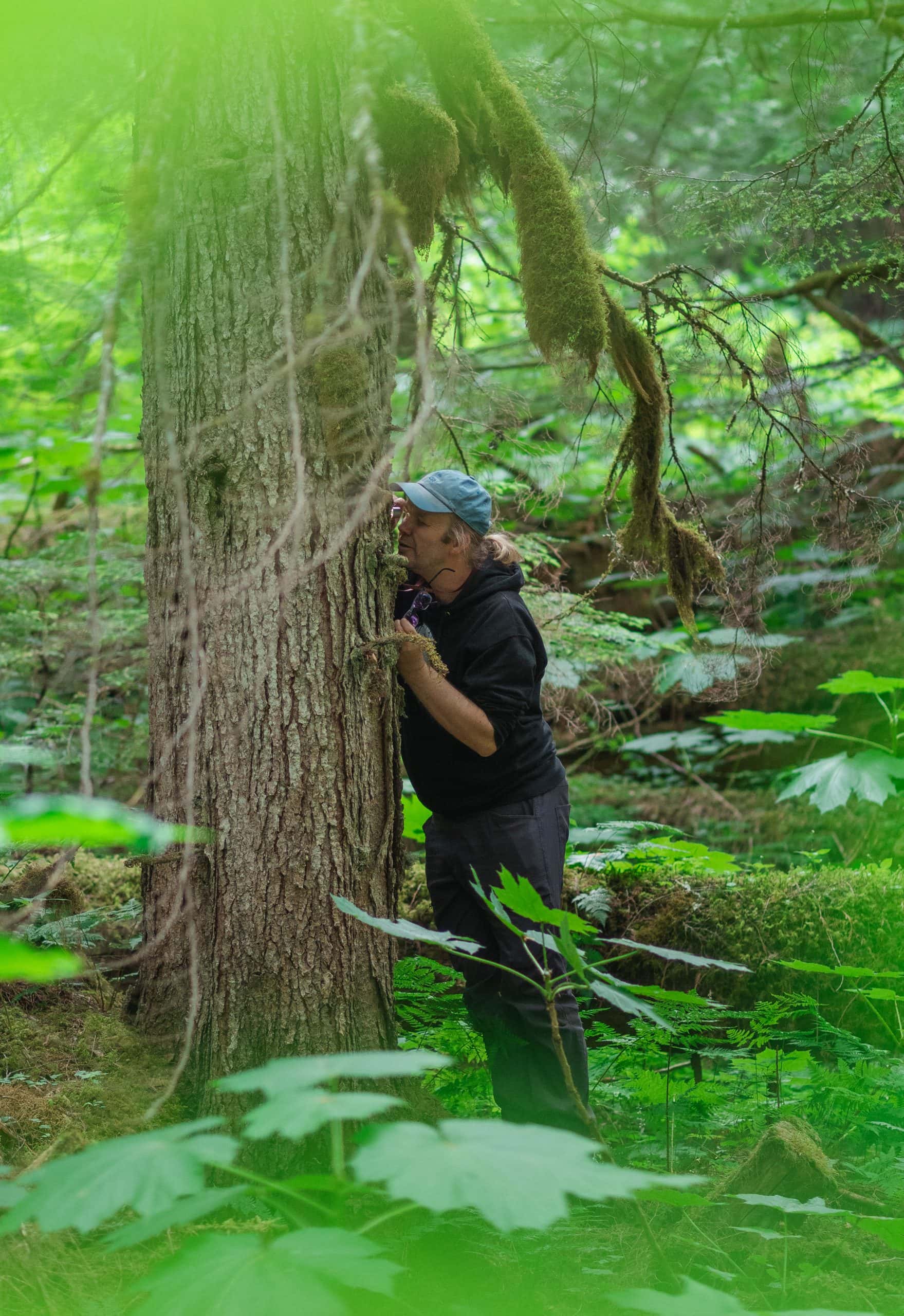 Lichenologist Toby Spriblle examines the bark of a hemlock tree in the Frisby Valley's inland temperate rainforest