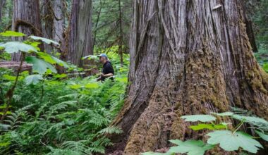 Scientist Toby Spribille looks for lichens in the inland temperate rainforest