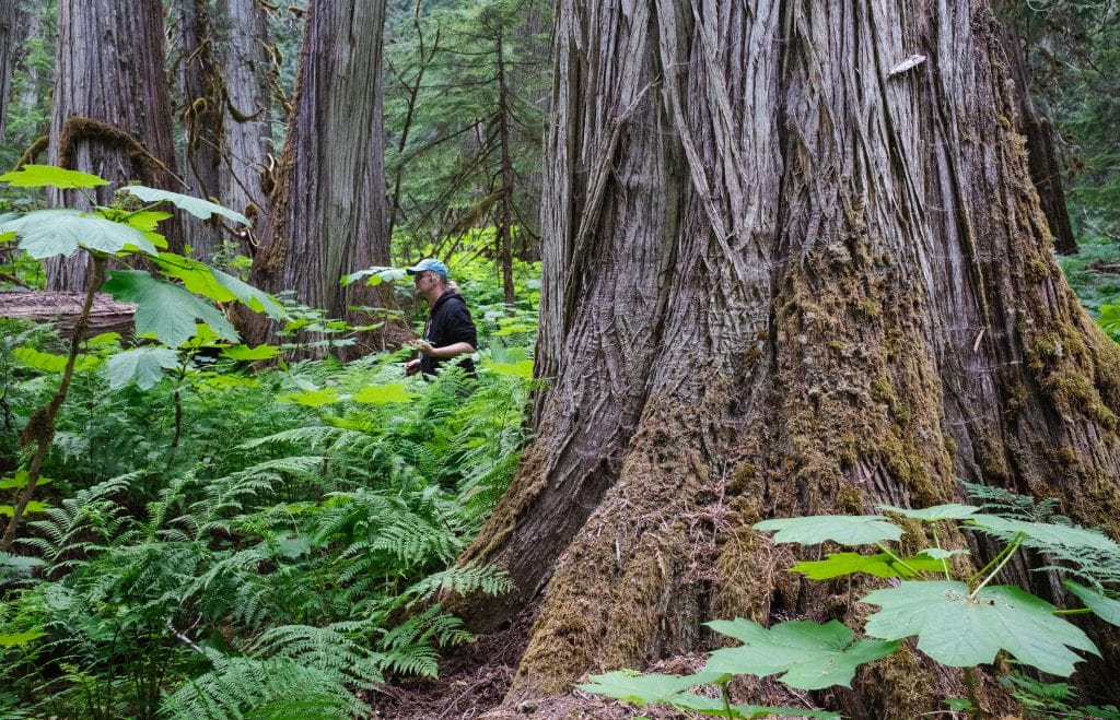 Scientist Toby Spribille looks for lichens in the inland temperate rainforest