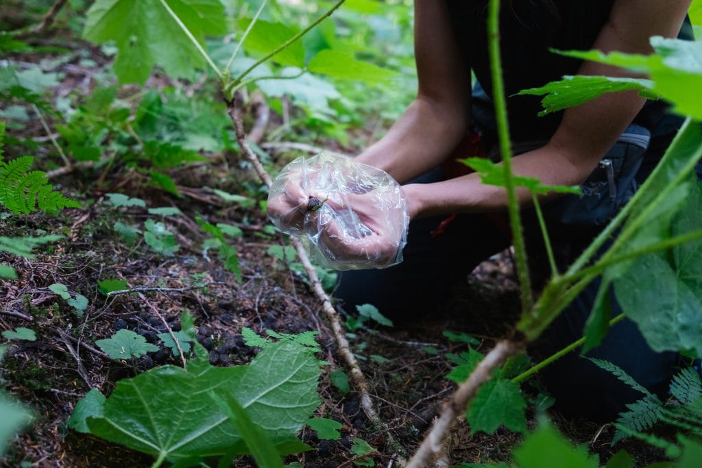Biologist Amber Peters collects ungulate scat in the old-growth Rainbow Valley