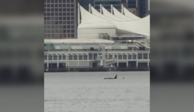 Orca sighting in Vancouver harbour a perfect birthday gift