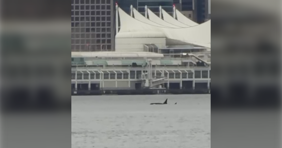 Orca sighting in Vancouver harbour a perfect birthday gift