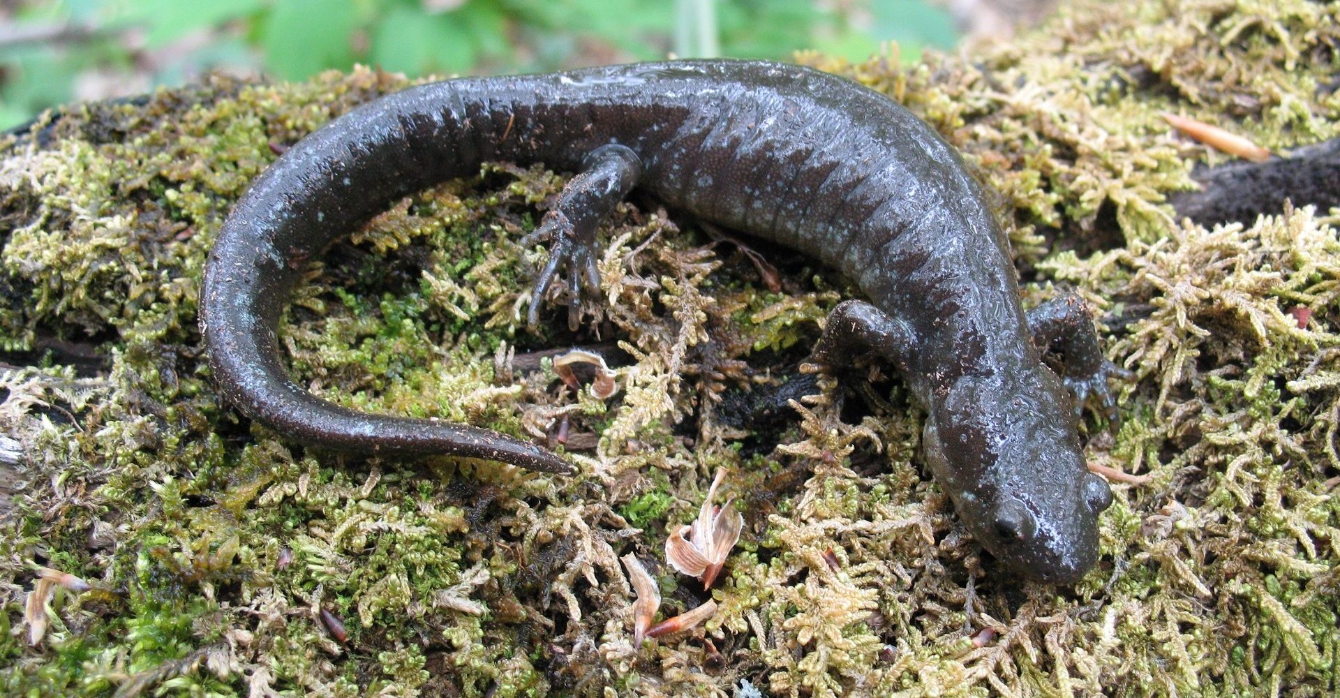 Burlington Jefferson salamander King crossing