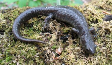 Burlington Jefferson salamander King crossing
