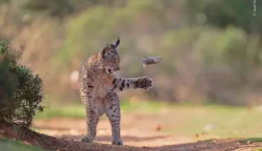 A lynx playing with a small rodent outdoors in a natural setting.