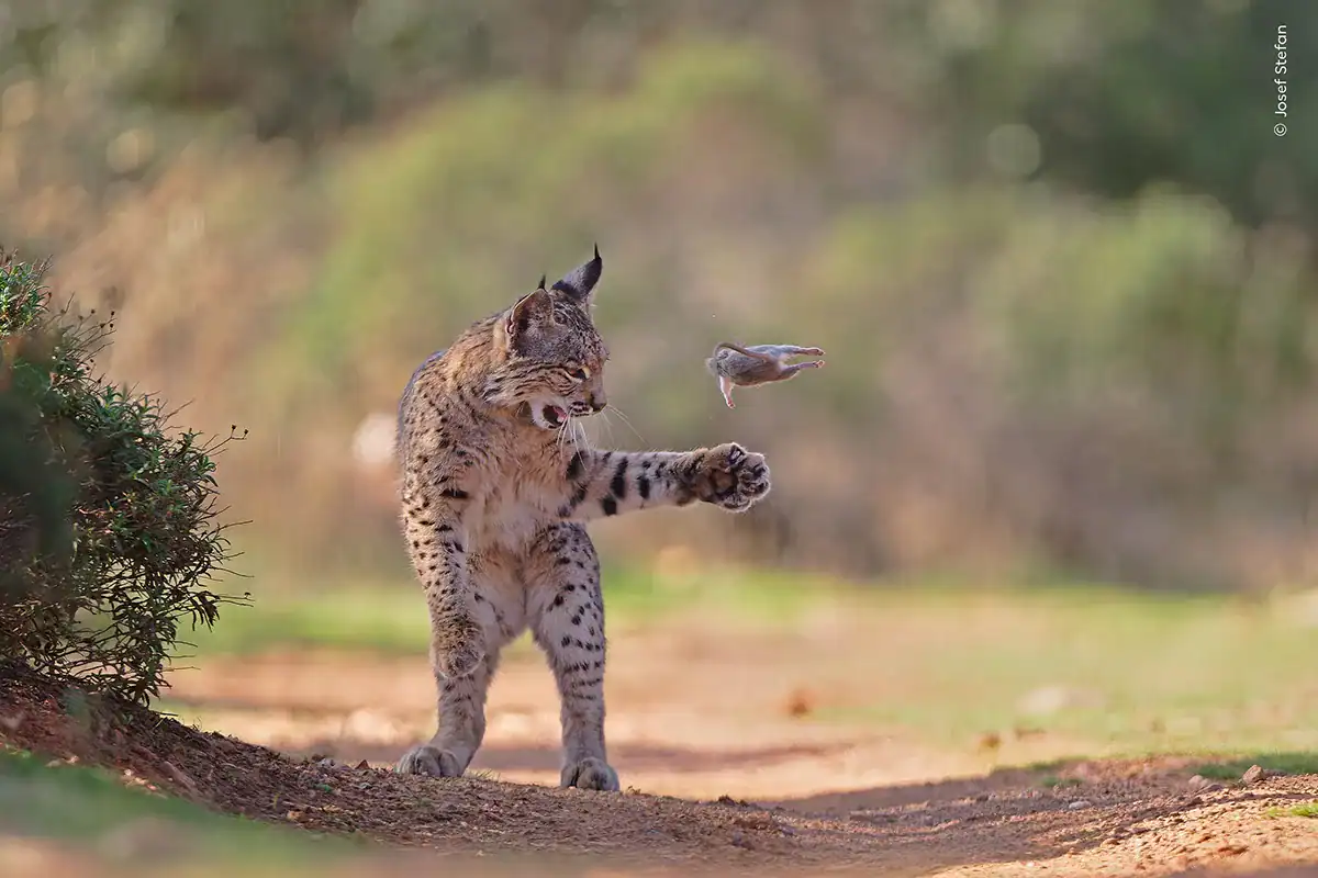 A lynx playing with a small rodent outdoors in a natural setting.
