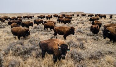 Restored herd of Montana bison stumbles into the Trump-era politics of land