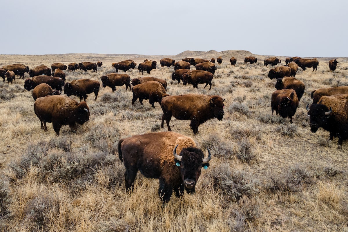 Restored herd of Montana bison stumbles into the Trump-era politics of land