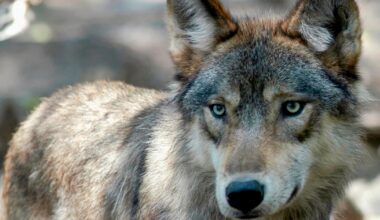 U.K. wildlife park euthanizes entire wolf pack after they turned on each other - CTV News