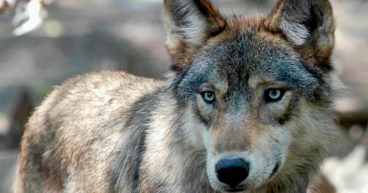 U.K. wildlife park euthanizes entire wolf pack after they turned on each other - CTV News