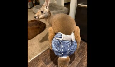 A pants-wearing kangaroo is on the loose in Wisconsin and cops need help to find it