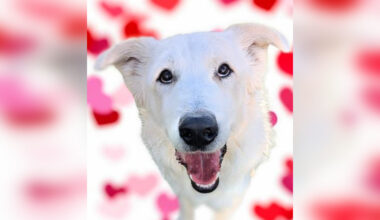 'Full-time goof' Krypto looking for adventure buddy