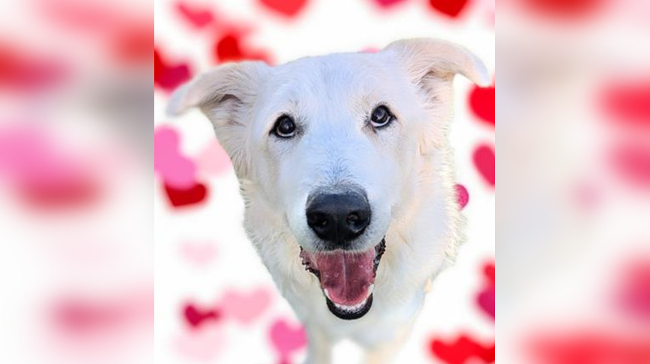 'Full-time goof' Krypto looking for adventure buddy