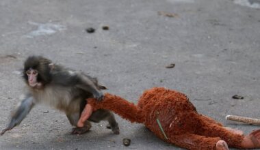 ‘Punch’ the monkey is finally making friends and fitting in - CTV News