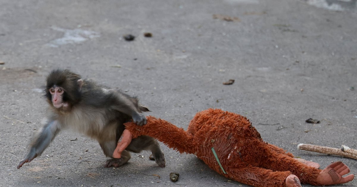 ‘Punch’ the monkey is finally making friends and fitting in - CTV News