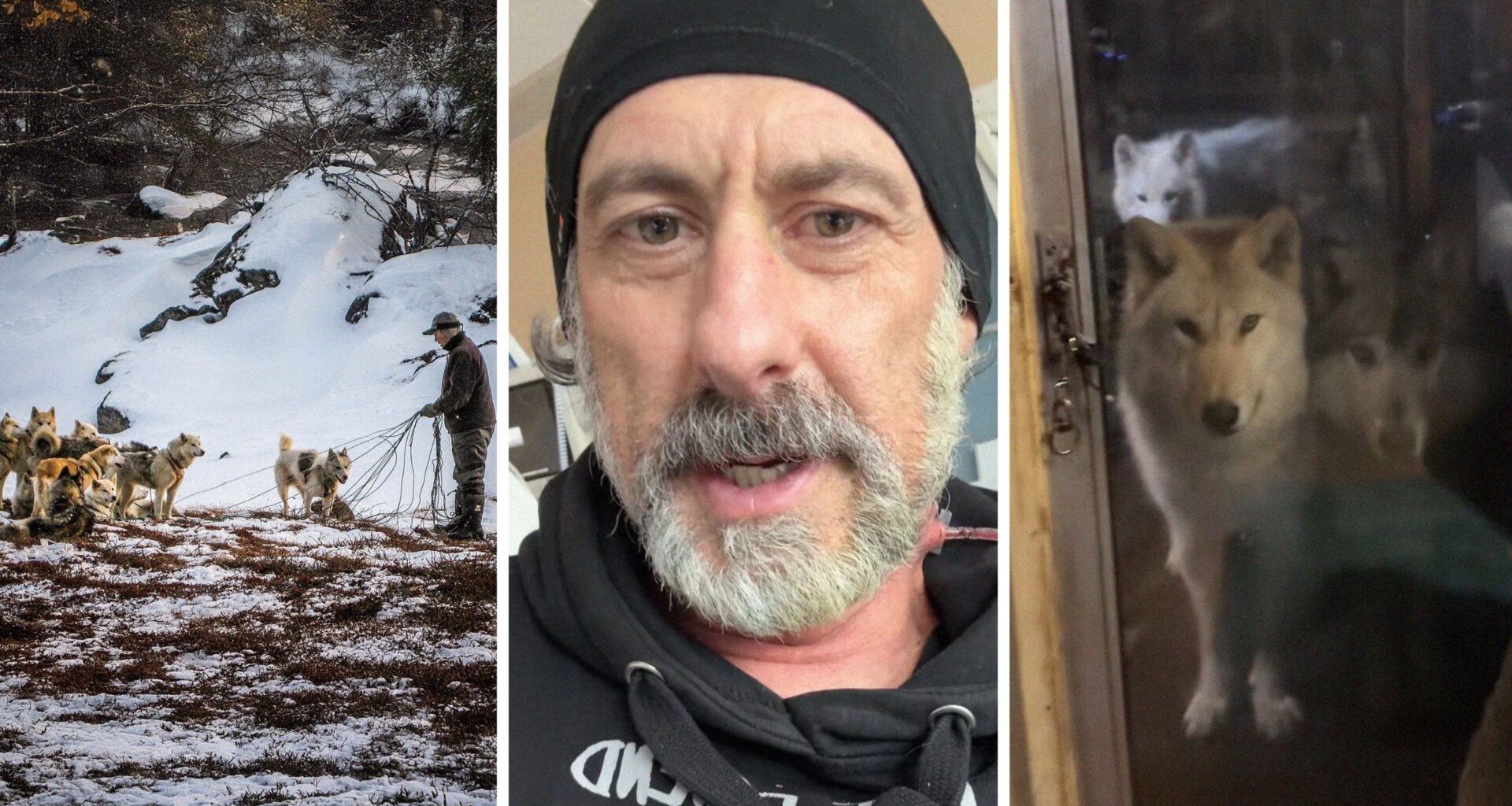 man with a wolfpack (l) man shares his view (c) wolfpack at front door (r)