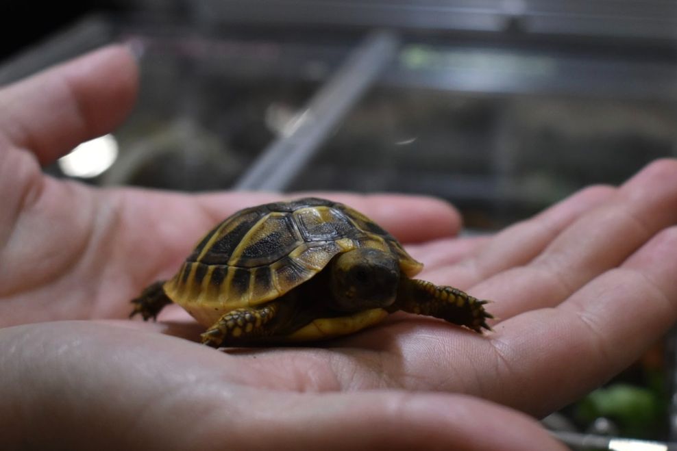 things to do calgary