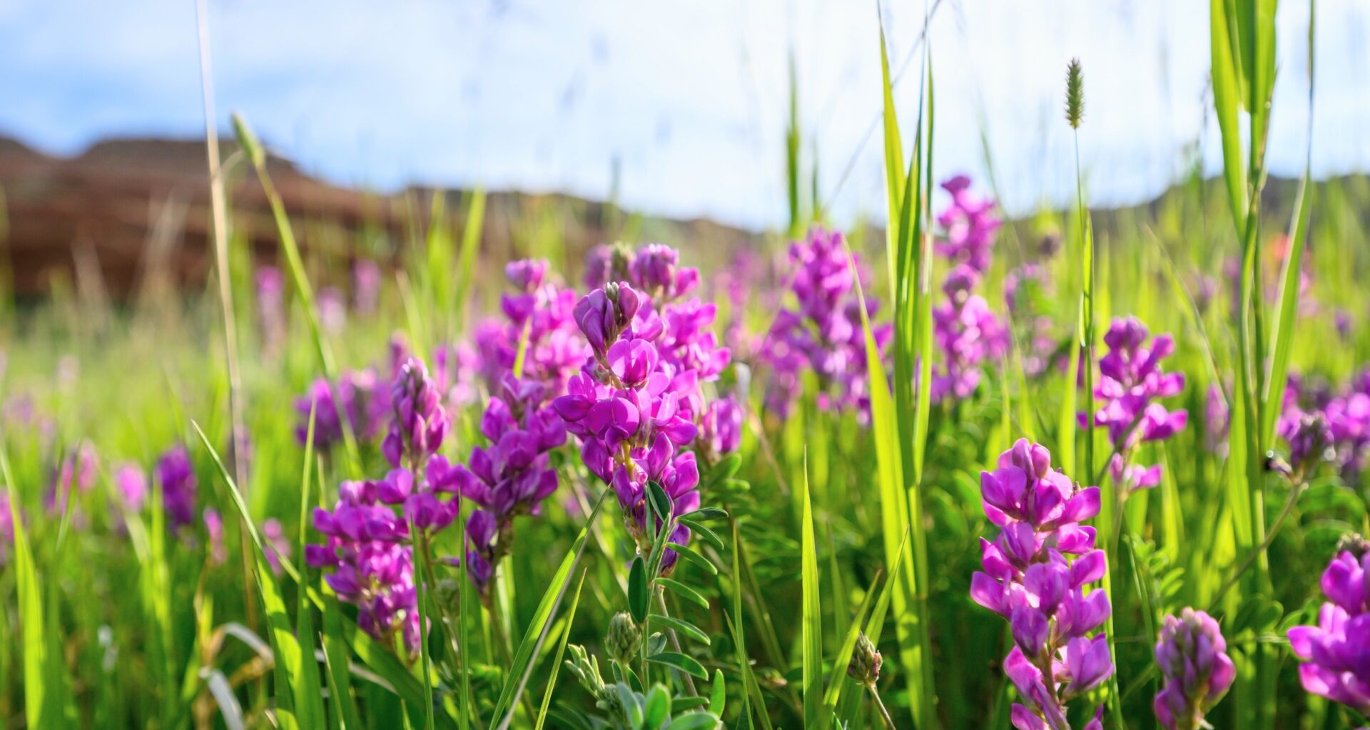 Wildflowers evolved fast enough to survive a historic drought