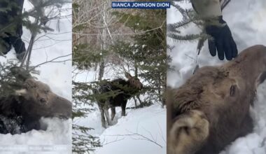 Snowmobilers Dig Exhausted Young Moose Out of the snow in New Hampshire Woods
