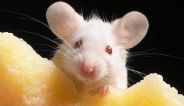 Radical 20-Year Study Reveals Genetic Cloning Hits a Limit : ScienceAlert