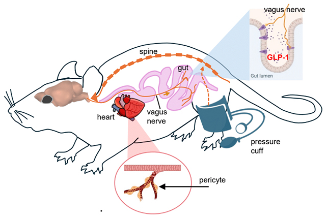 Mouse diagram