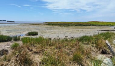 Mud Bay Nature-based Foreshore Enhancements