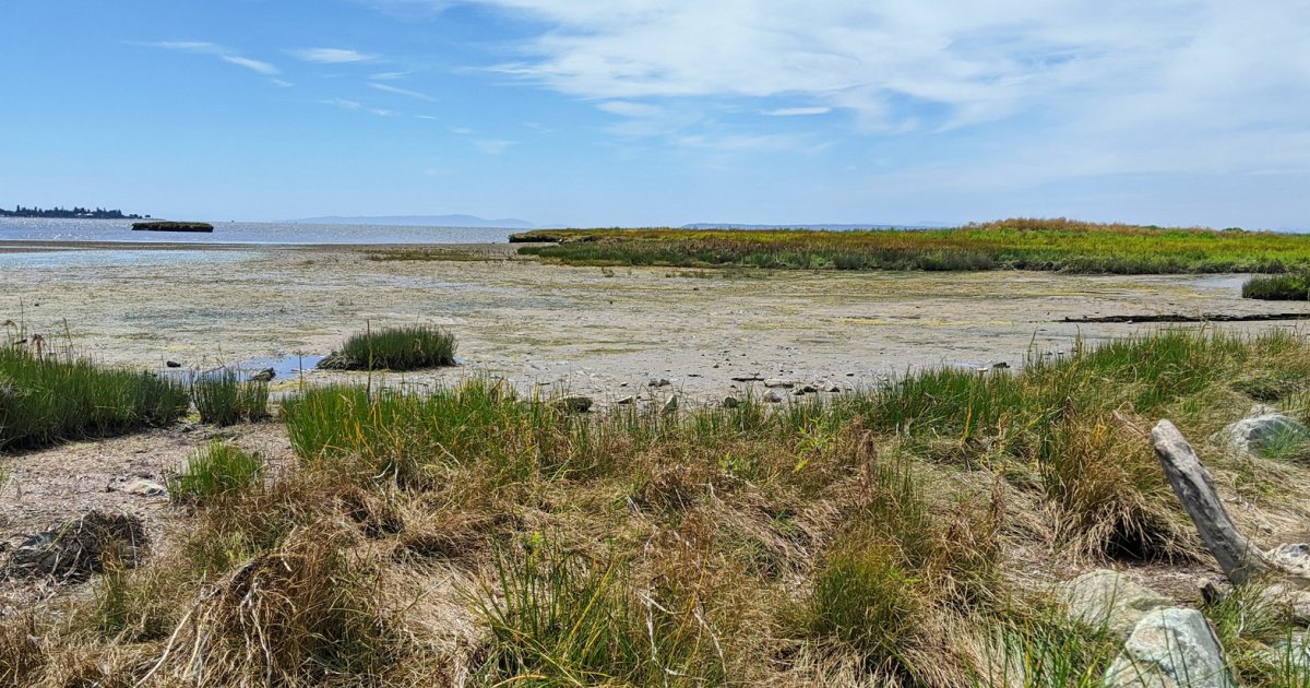Mud Bay Nature-based Foreshore Enhancements