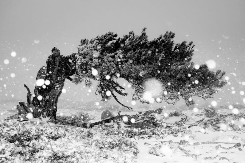 A windswept tree bent sideways by strong wind stands in a snowy landscape, with large snowflakes falling heavily, creating a dramatic winter scene in black and white.