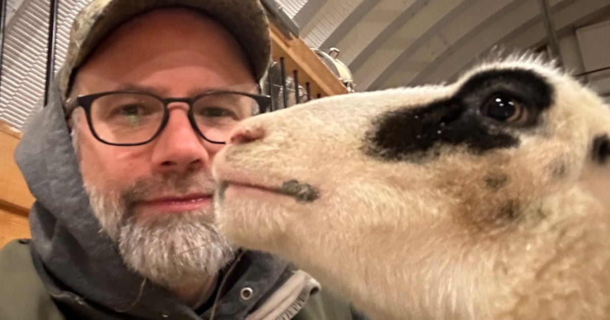 Farmers outraged over N.B. government’s move to privatize large animal veterinarian service - CTV News