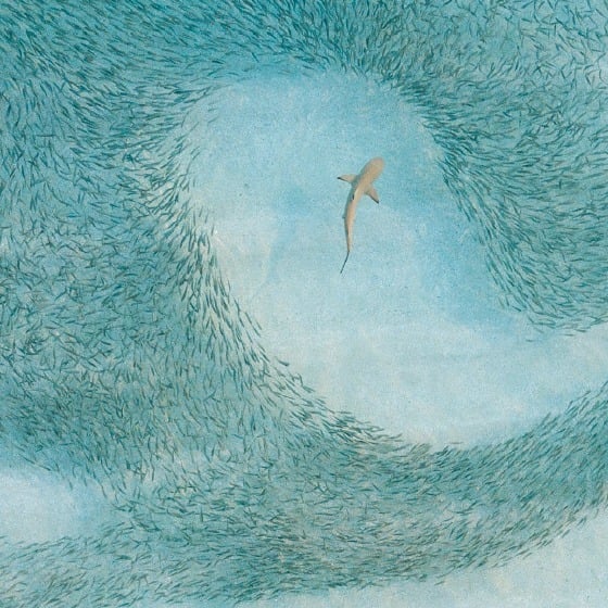 A promotional image for the National Geographic Live show "Jess Cramp: The Untold Story of Sharks." It is premiering in Calgary from March 8-9, 2026