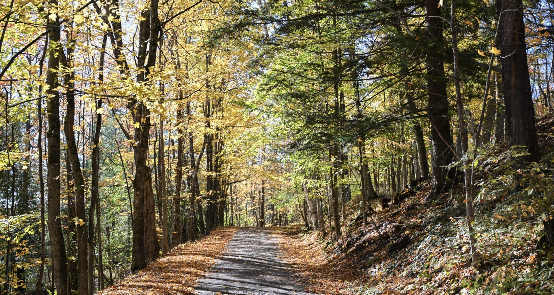McGill study shows the importance of being exposed to nature for our brains