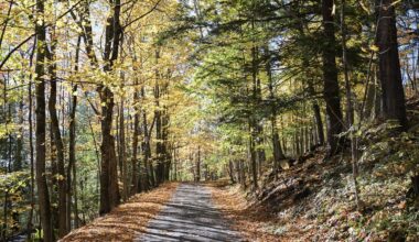 McGill study shows the importance of being exposed to nature for our brains