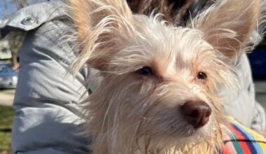 ‘They did it in a very sneaky way’: Uber rider deletes app after cleaning fee dispute over pet