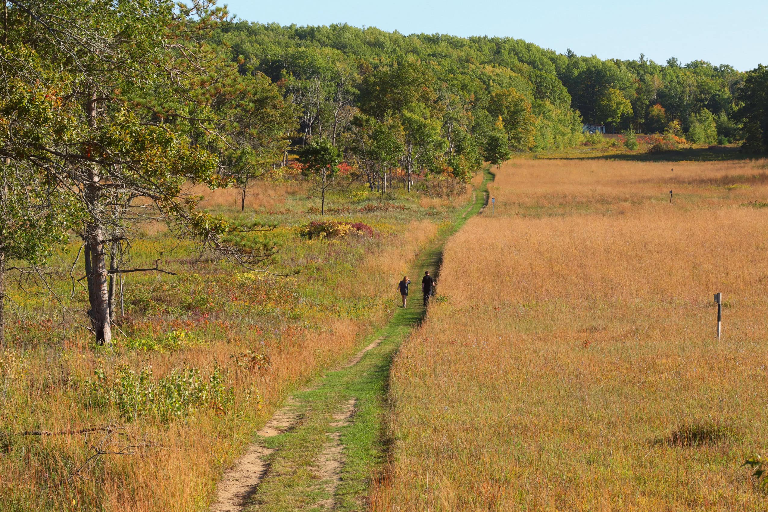 Two people walk down a mown path cutting through a savanna ecosystem.