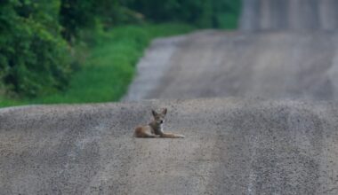 Coyotes are intelligent, resilient and deeply misunderstood