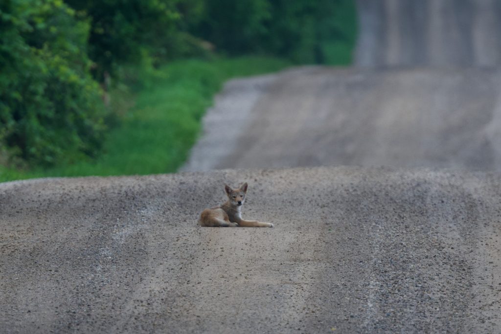 Coyotes are intelligent, resilient and deeply misunderstood
