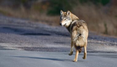 An eastern wolf casts a glance backwards as it walks along a road.