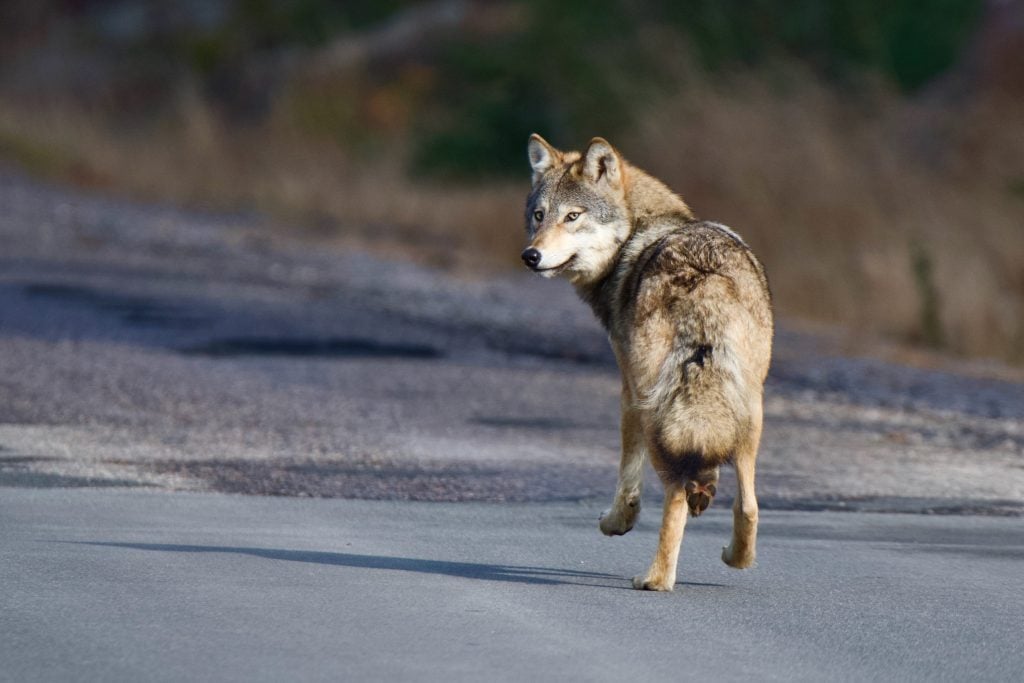An eastern wolf casts a glance backwards as it walks along a road.