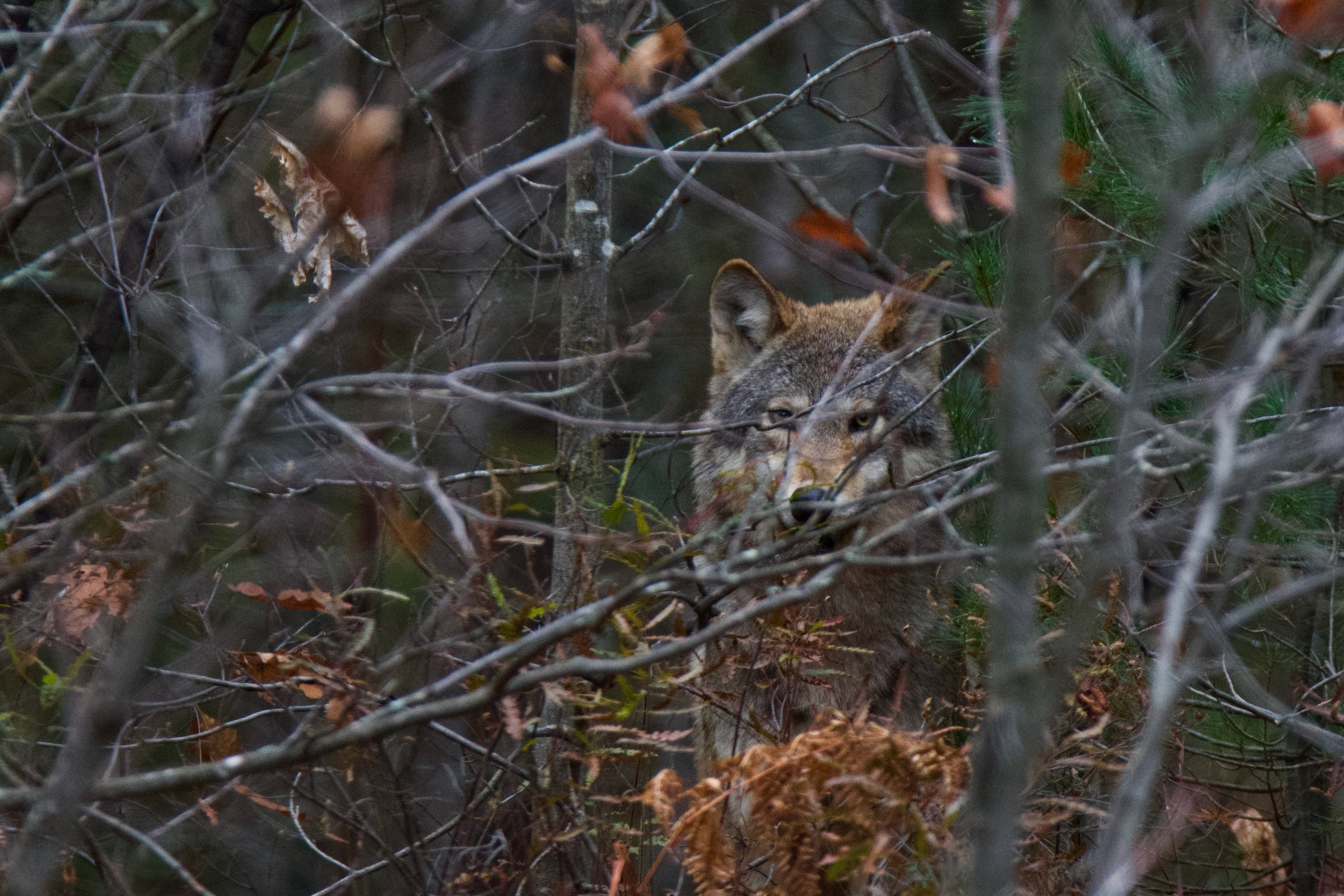 An eastern wolf peers through some tree branches.