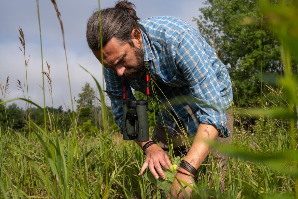 A man with binoculars hanging from his neck bends down to inspect a milkweed plant.