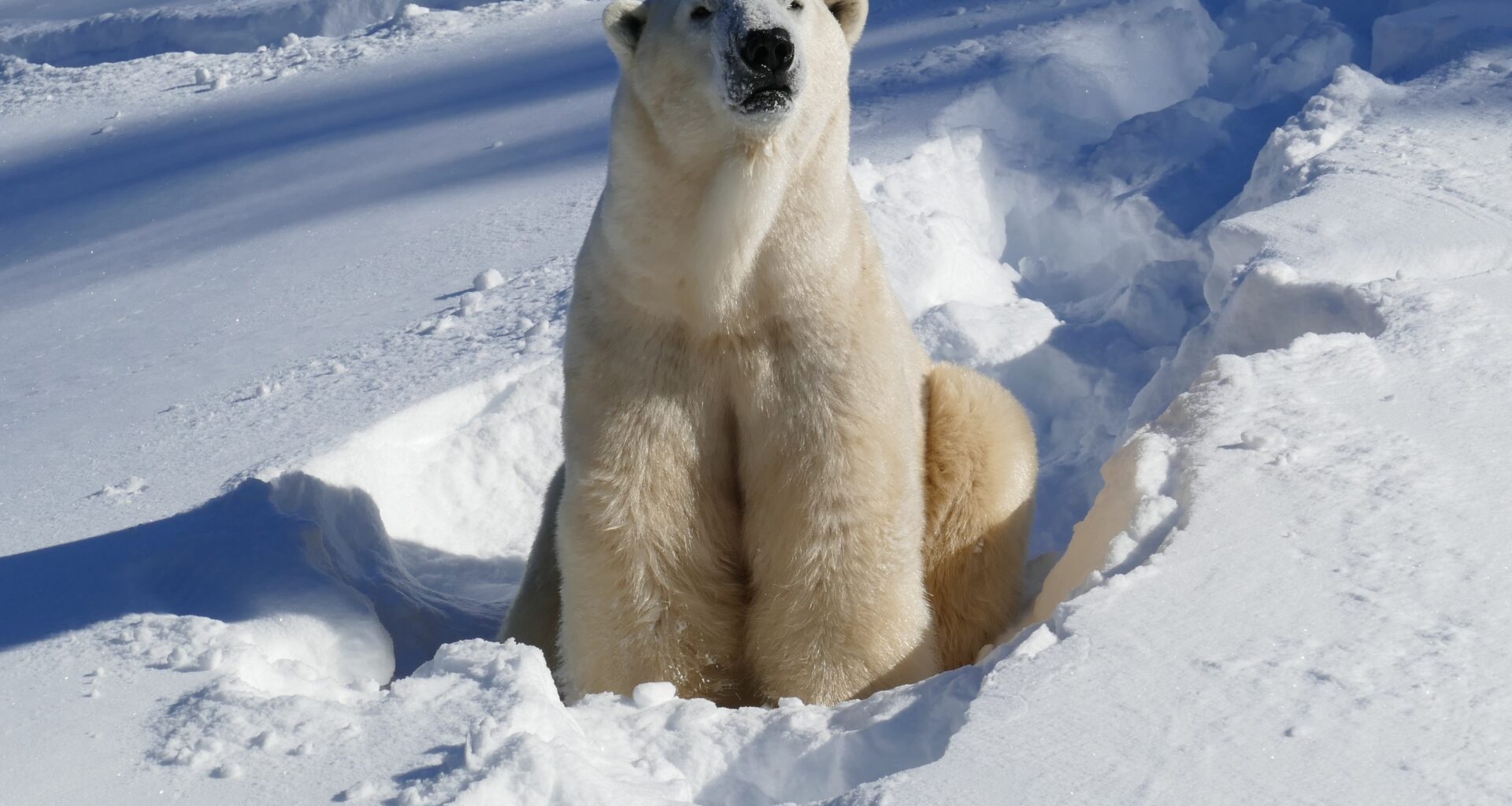 New polar bear arrives at Calgary Zoo, public debut expected in April