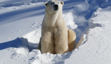 New polar bear arrives at Calgary Zoo, public debut expected in April