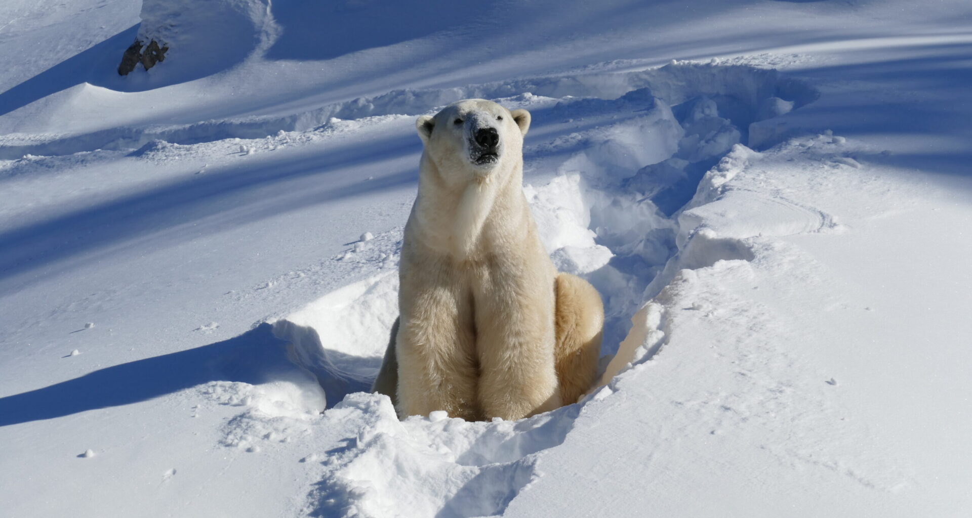 Wilder Institute/Calgary Zoo welcomes new polar bear, Yellé