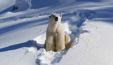 Wilder Institute/Calgary Zoo welcomes new polar bear, Yellé