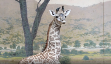 Toronto Zoo naming new baby giraffe
